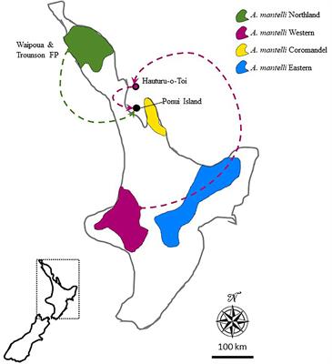 Mixed Mating in a Multi-Origin Population Suggests High Potential for Genetic Rescue in North Island Brown Kiwi, Apteryx mantelli